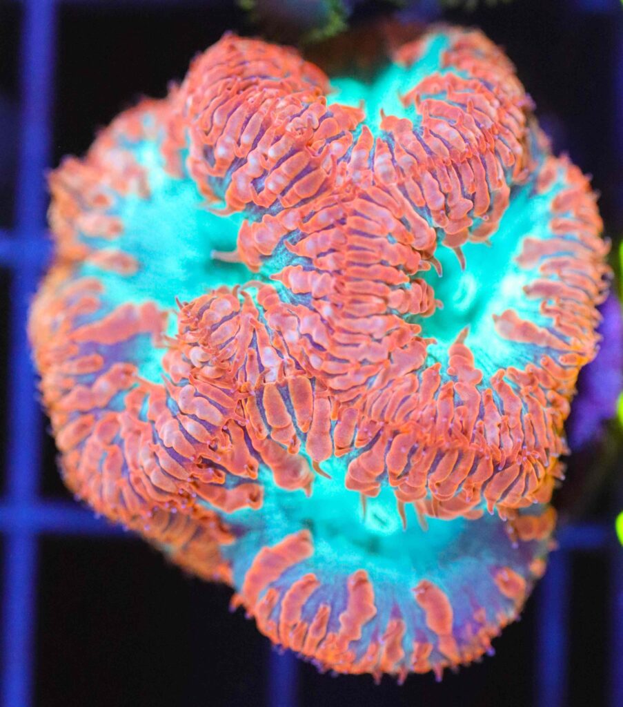Frag Box Corals