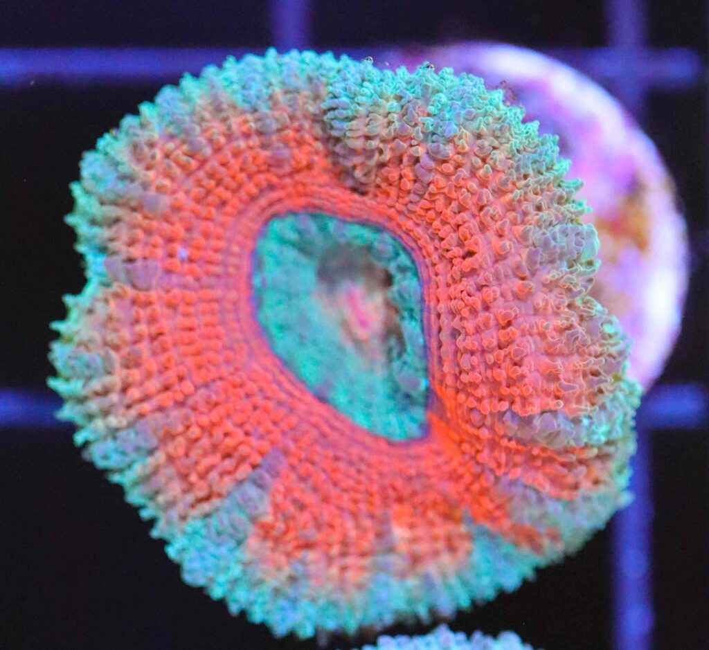 Frag Box Corals