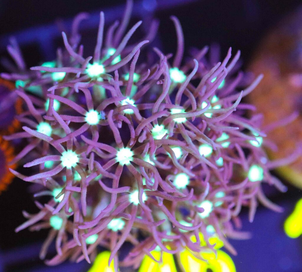 Frag Box Corals