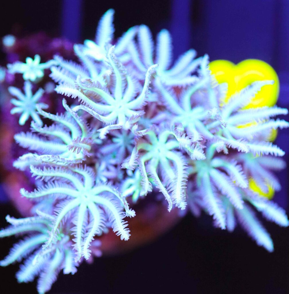 Frag Box Corals