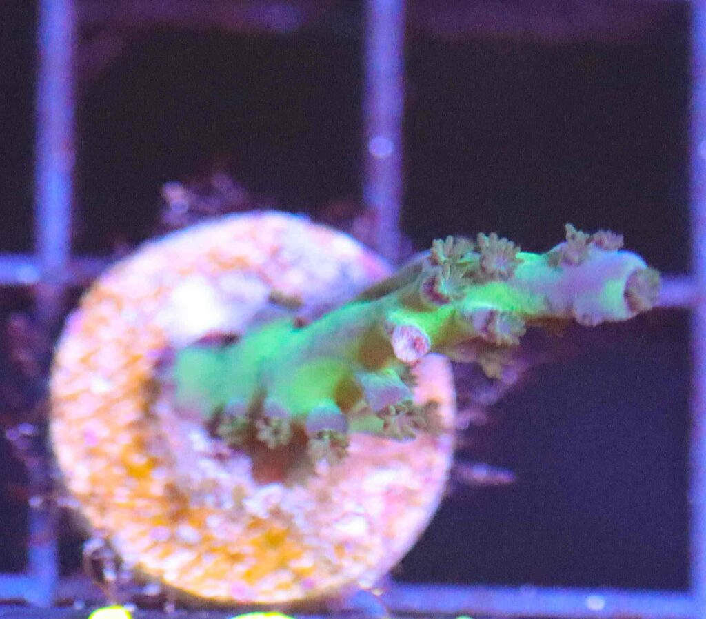 Frag Box Corals