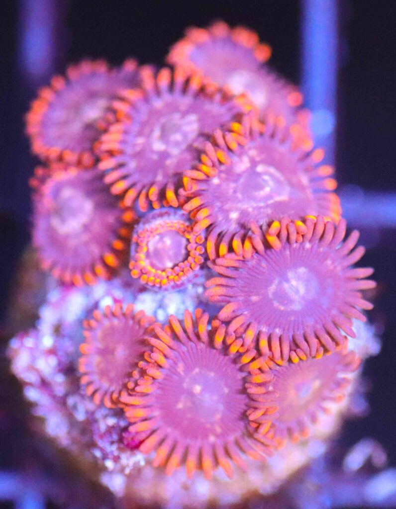 Frag Box Corals