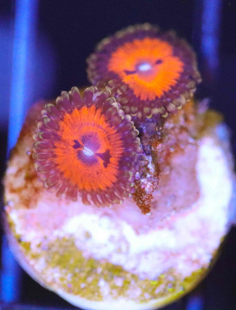 Frag Box Corals
