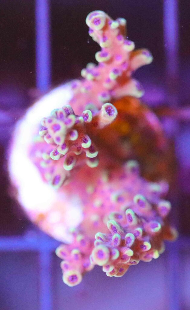 Frag Box Corals