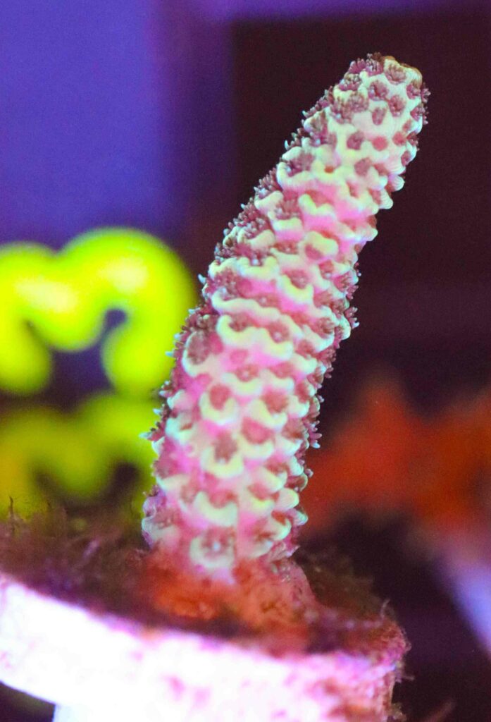 Frag Box Corals