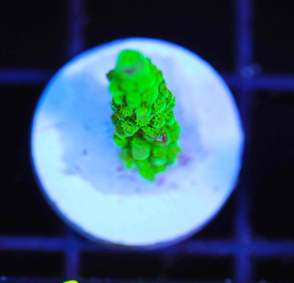 Frag Box Corals