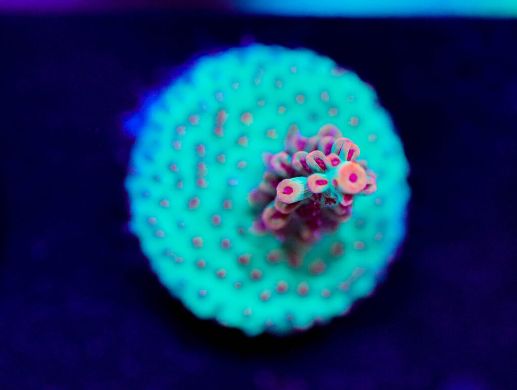 Frag Box Corals