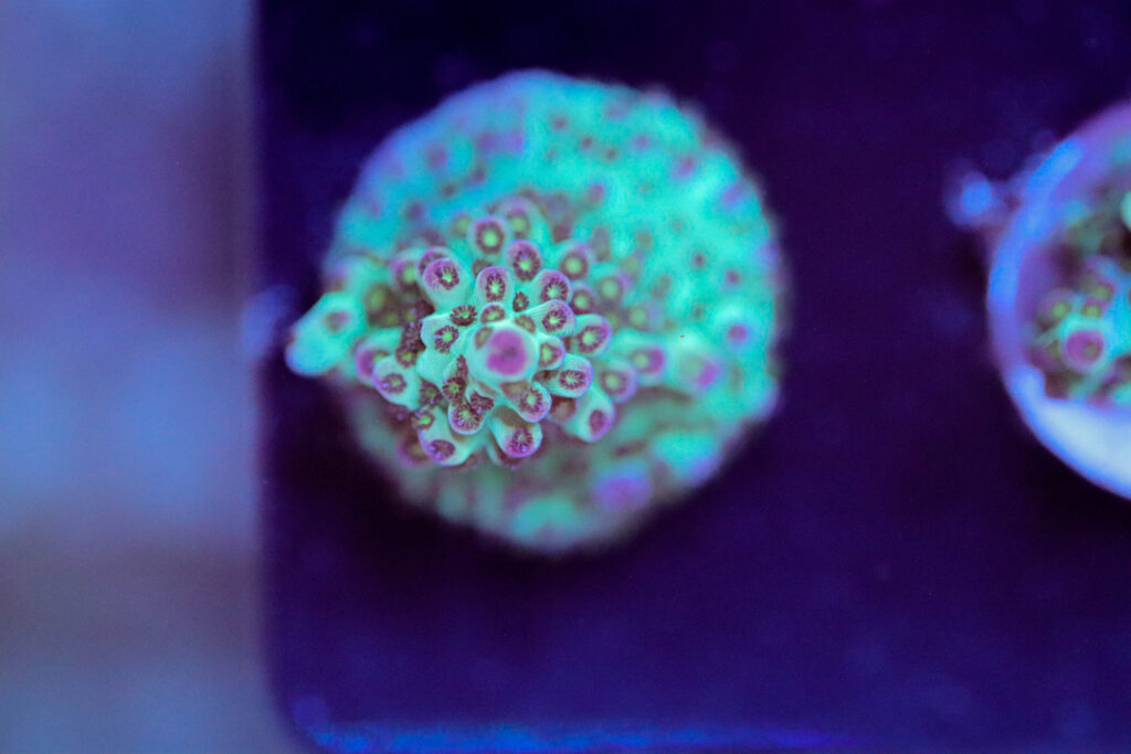 Frag Box Corals