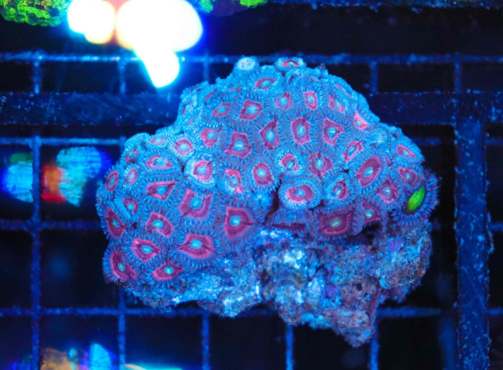 Frag Box Corals