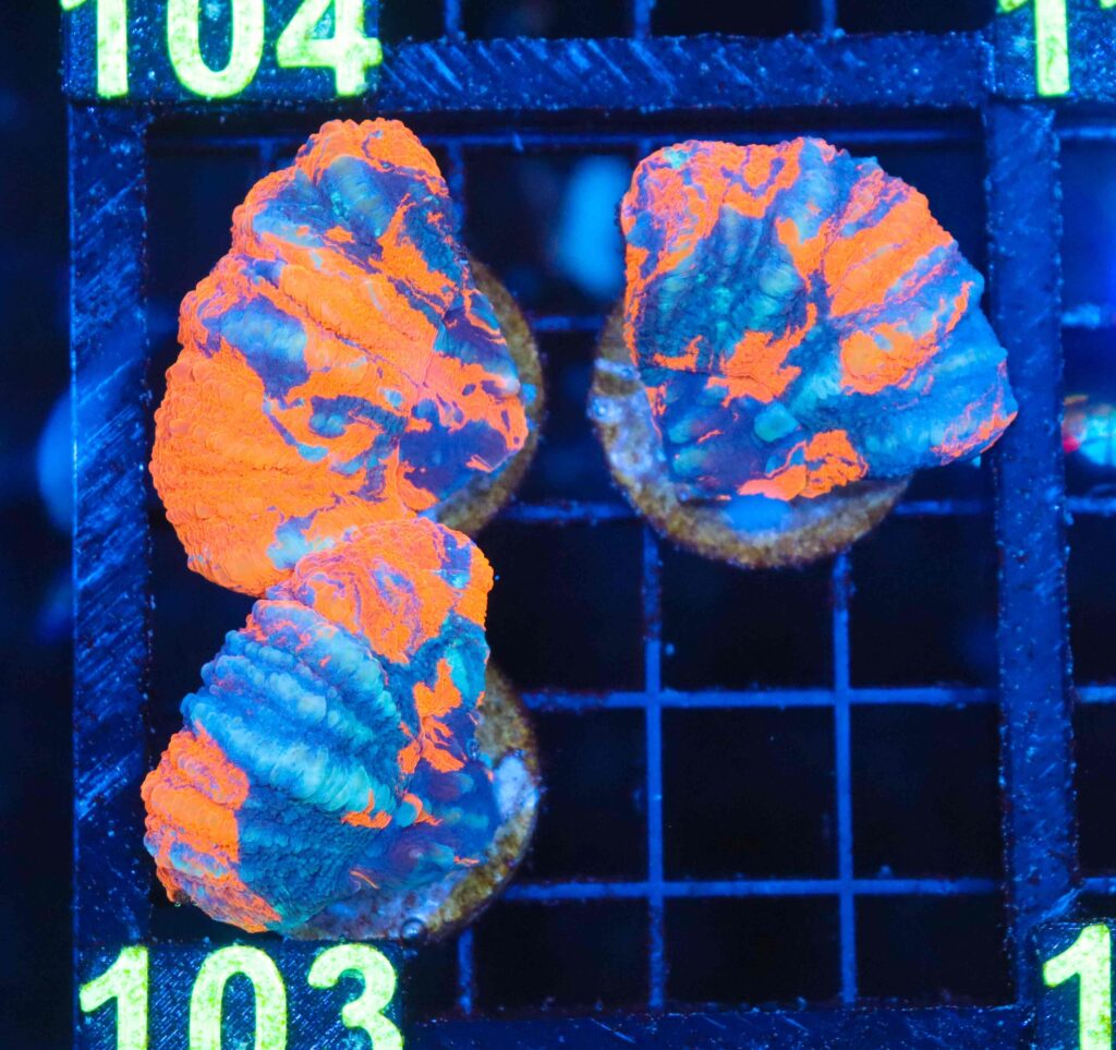 Frag Box Corals