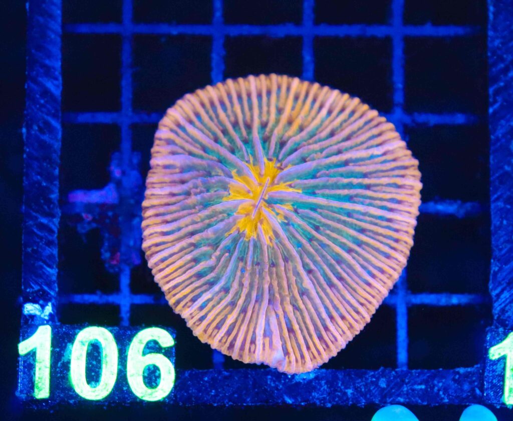 Frag Box Corals