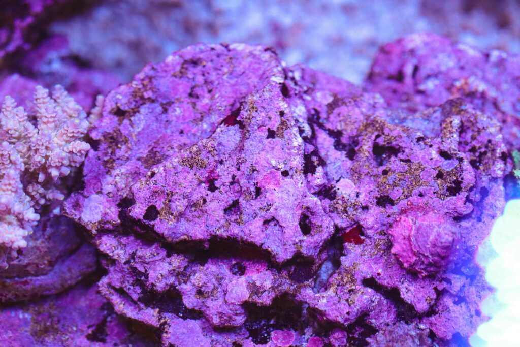 Frag Box Corals