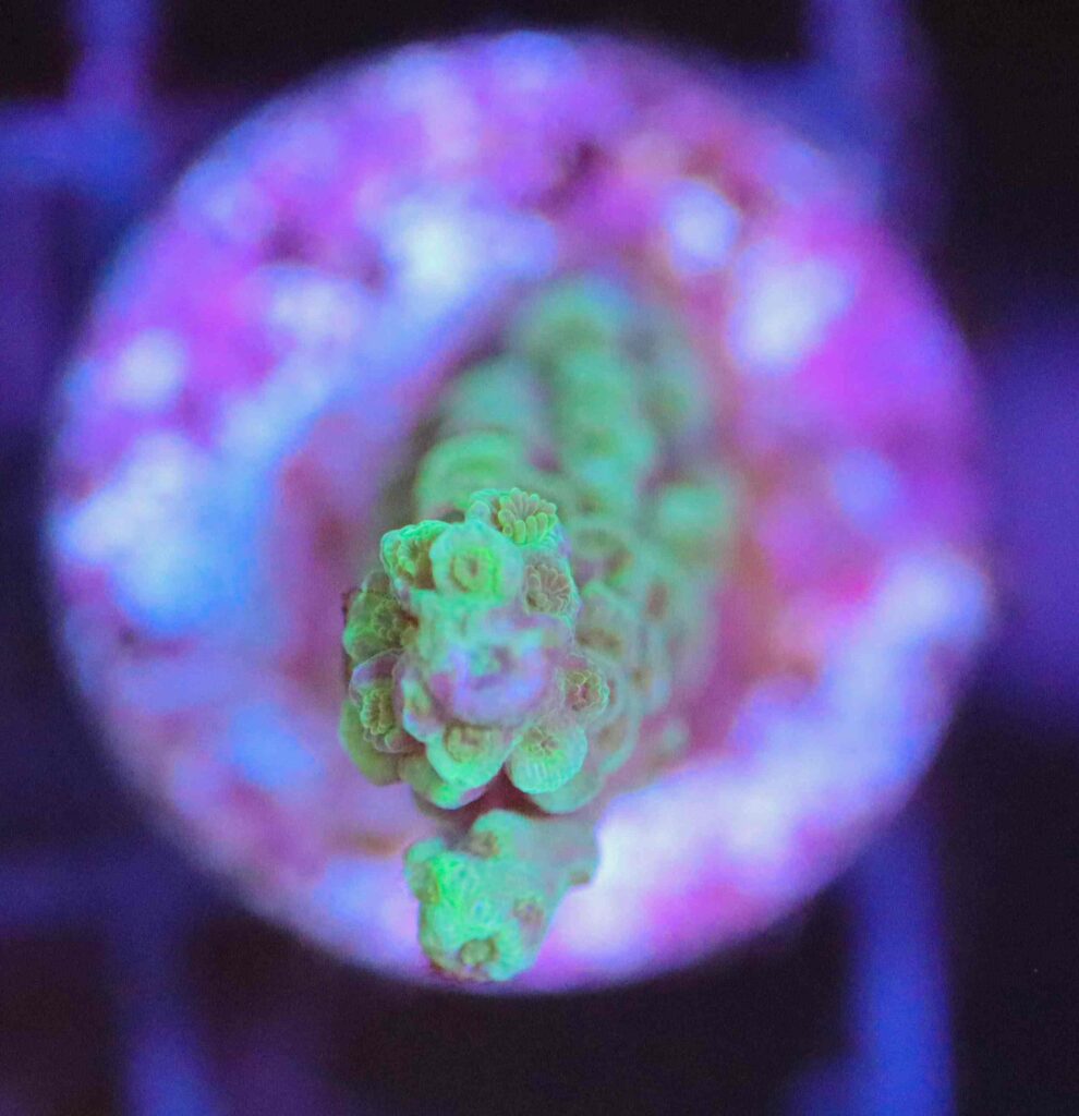 Frag Box Corals