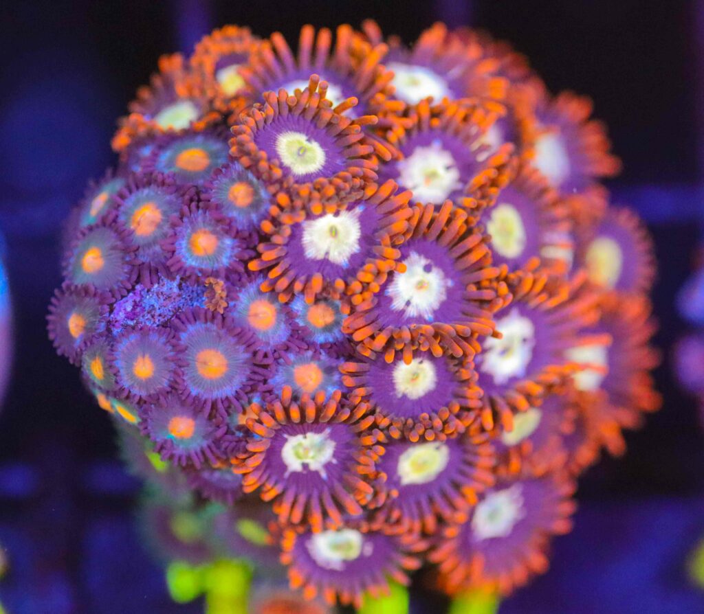 Frag Box Corals