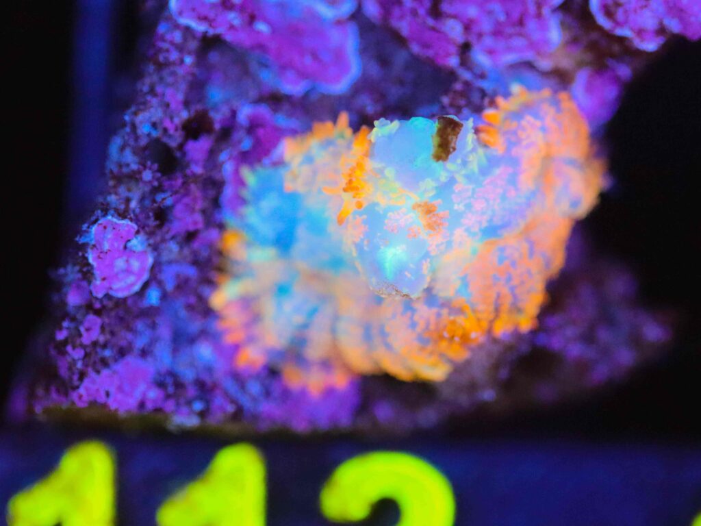 Frag Box Corals