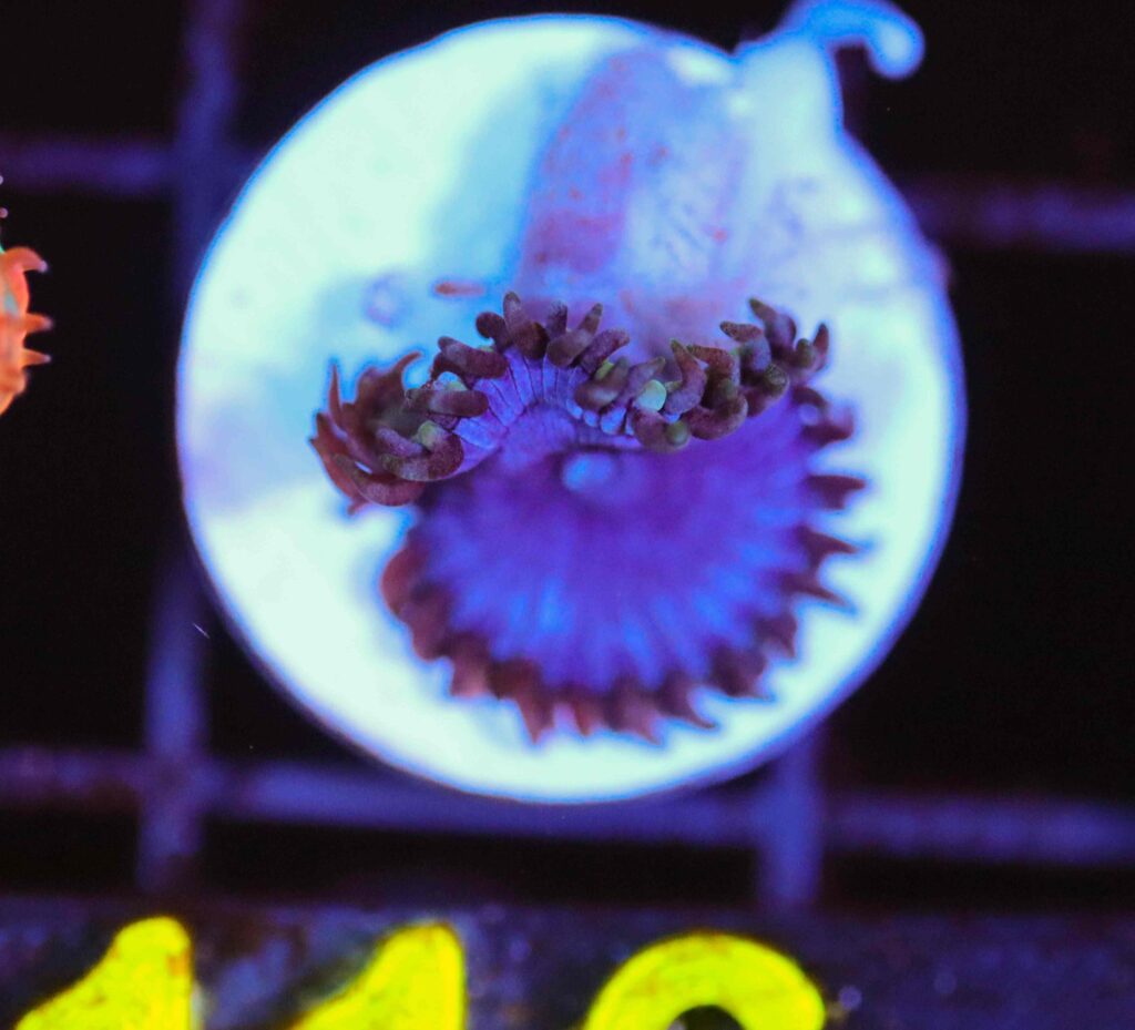 Frag Box Corals