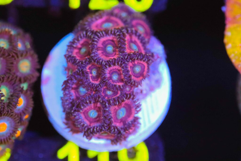 Frag Box Corals