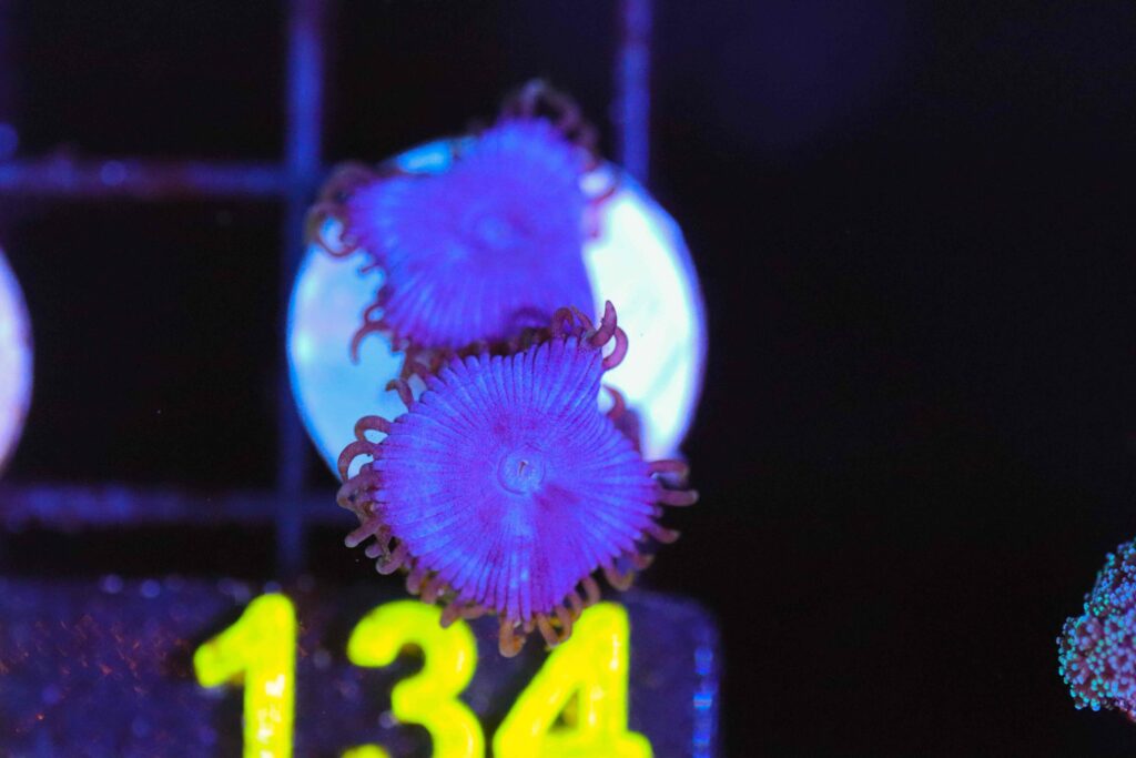 Frag Box Corals