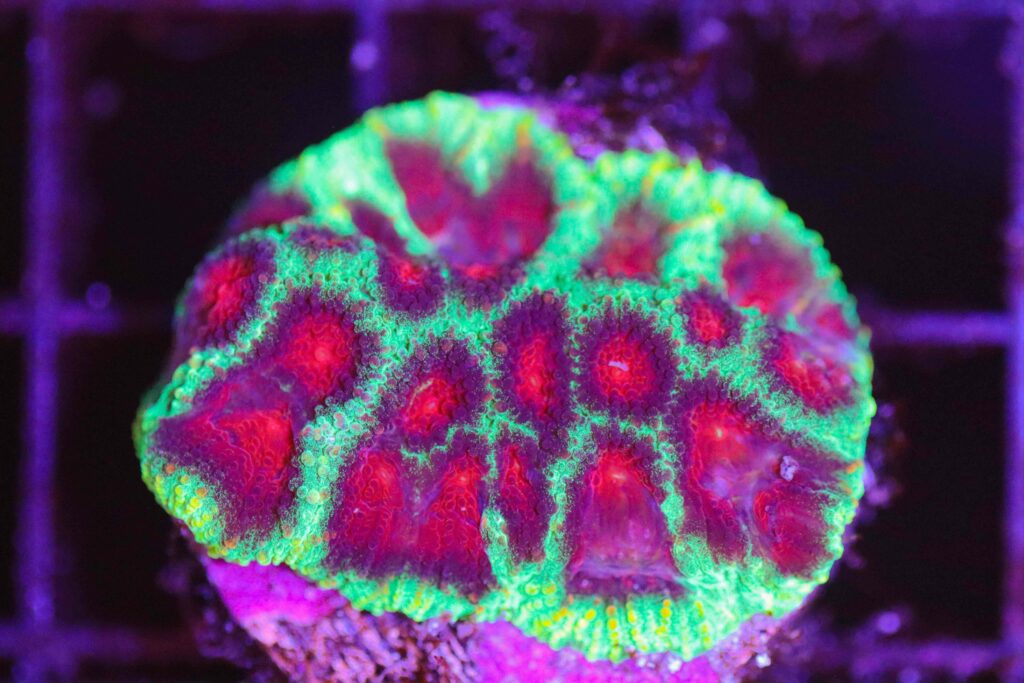 Frag Box Corals
