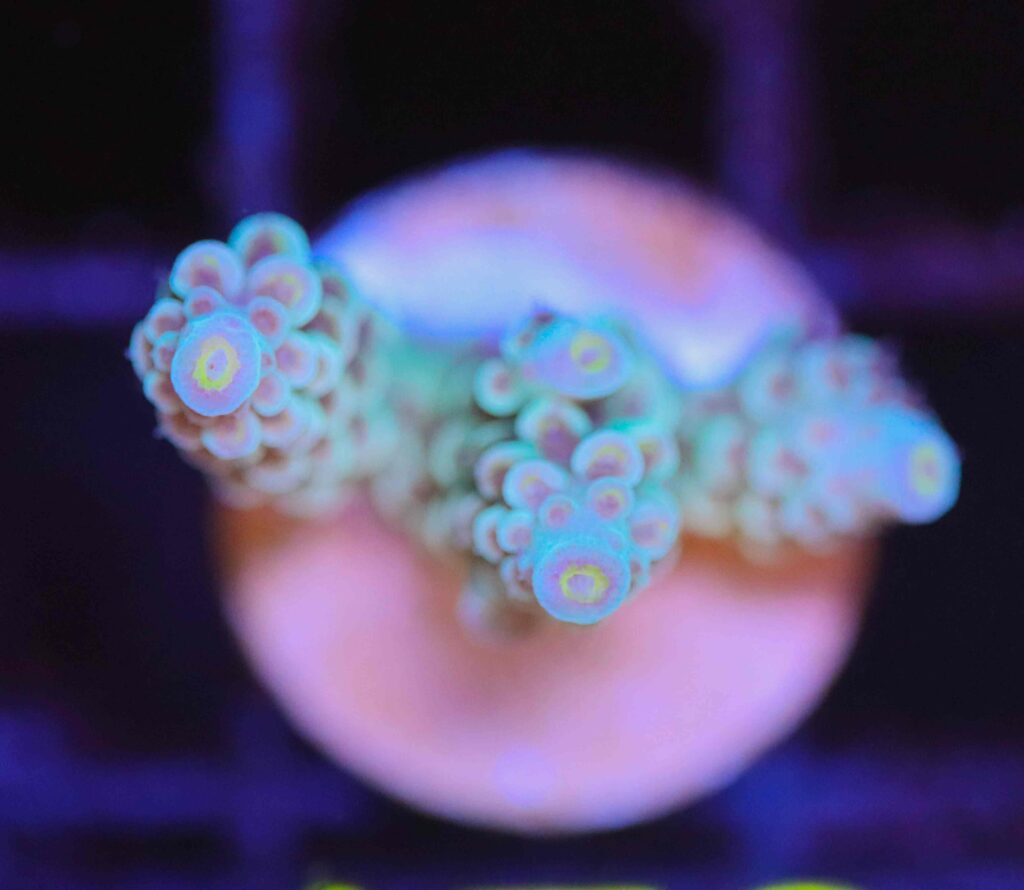 Frag Box Corals