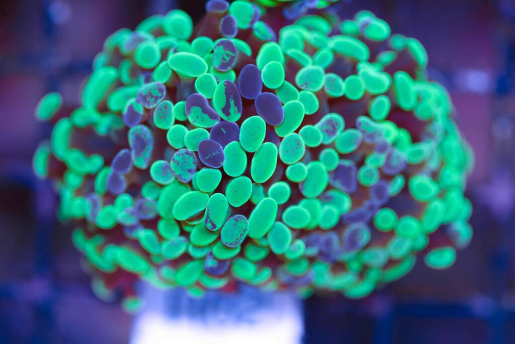 Frag Box Corals