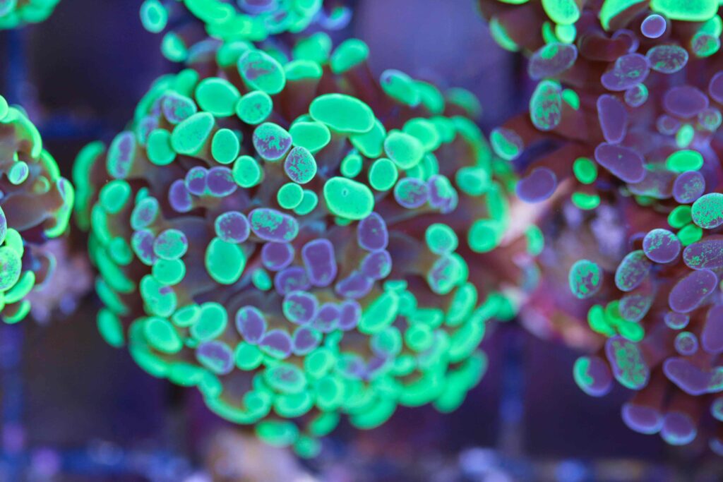 Frag Box Corals