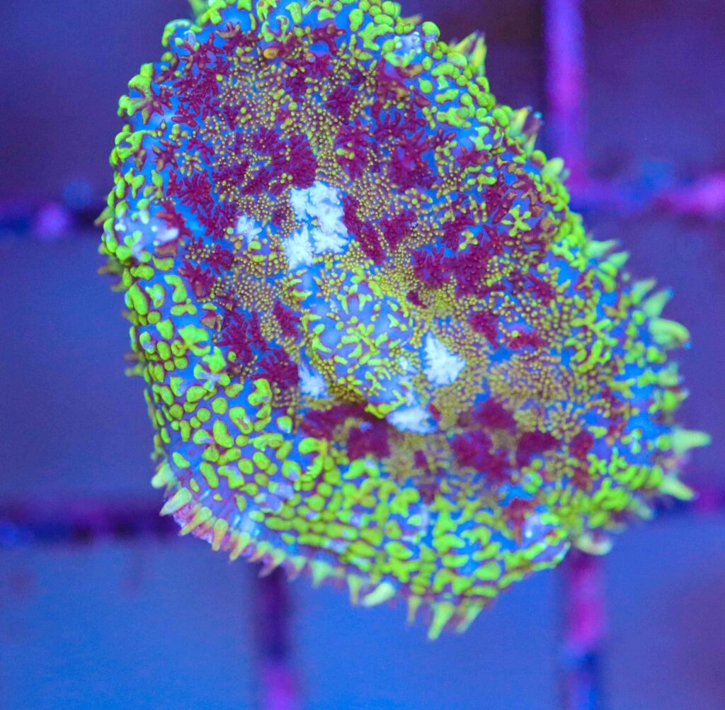 Frag Box Corals