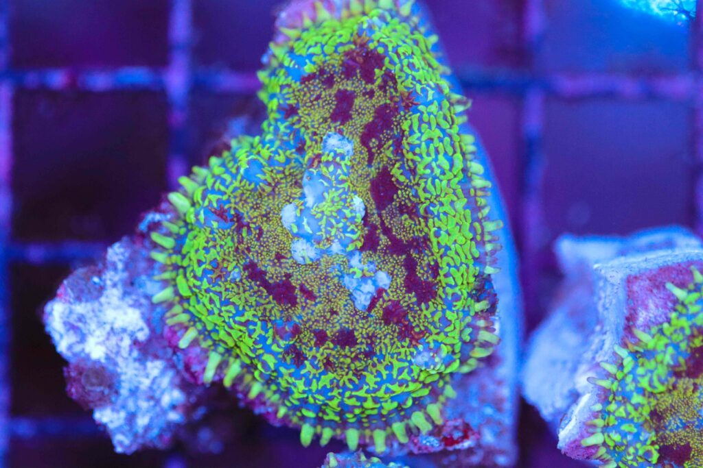 Frag Box Corals