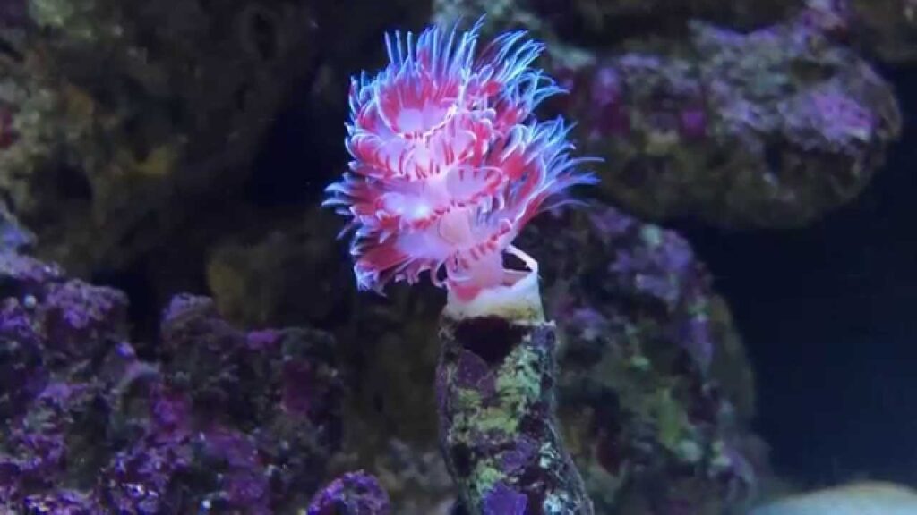 Frag Box Corals