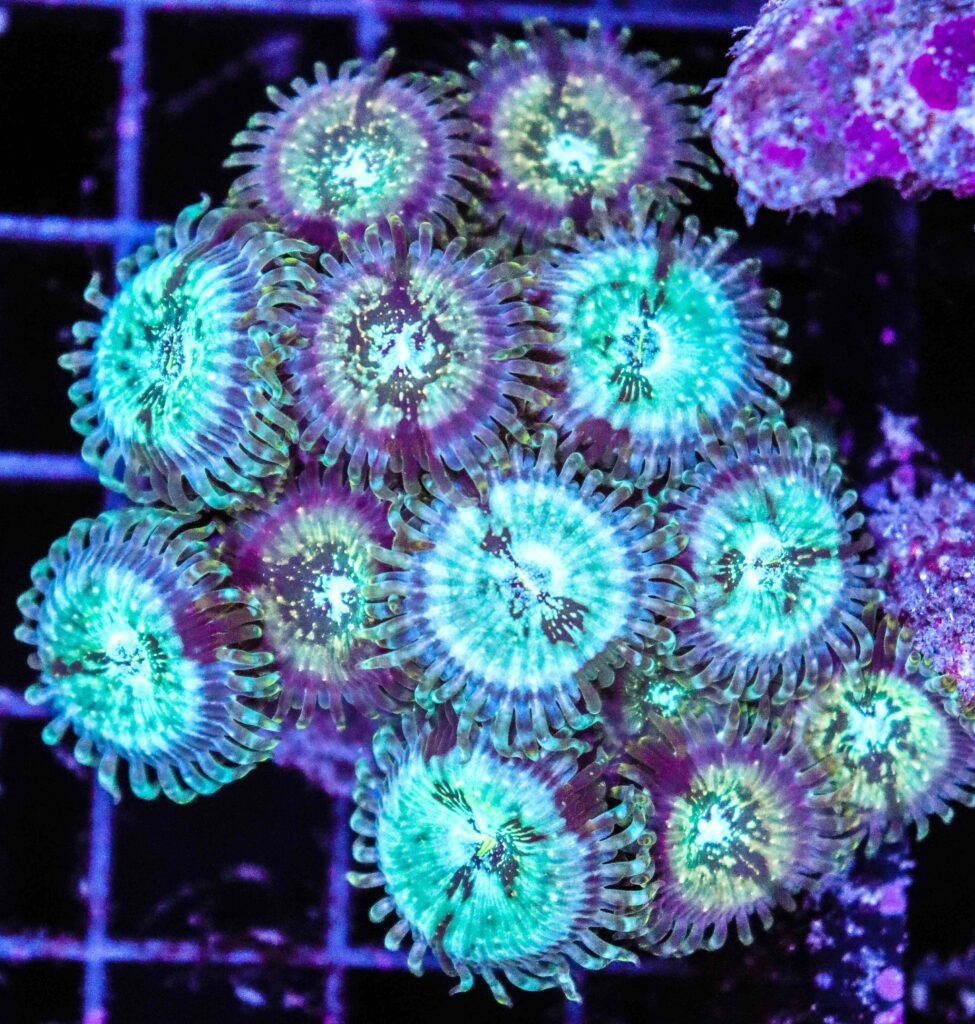 Frag Box Corals