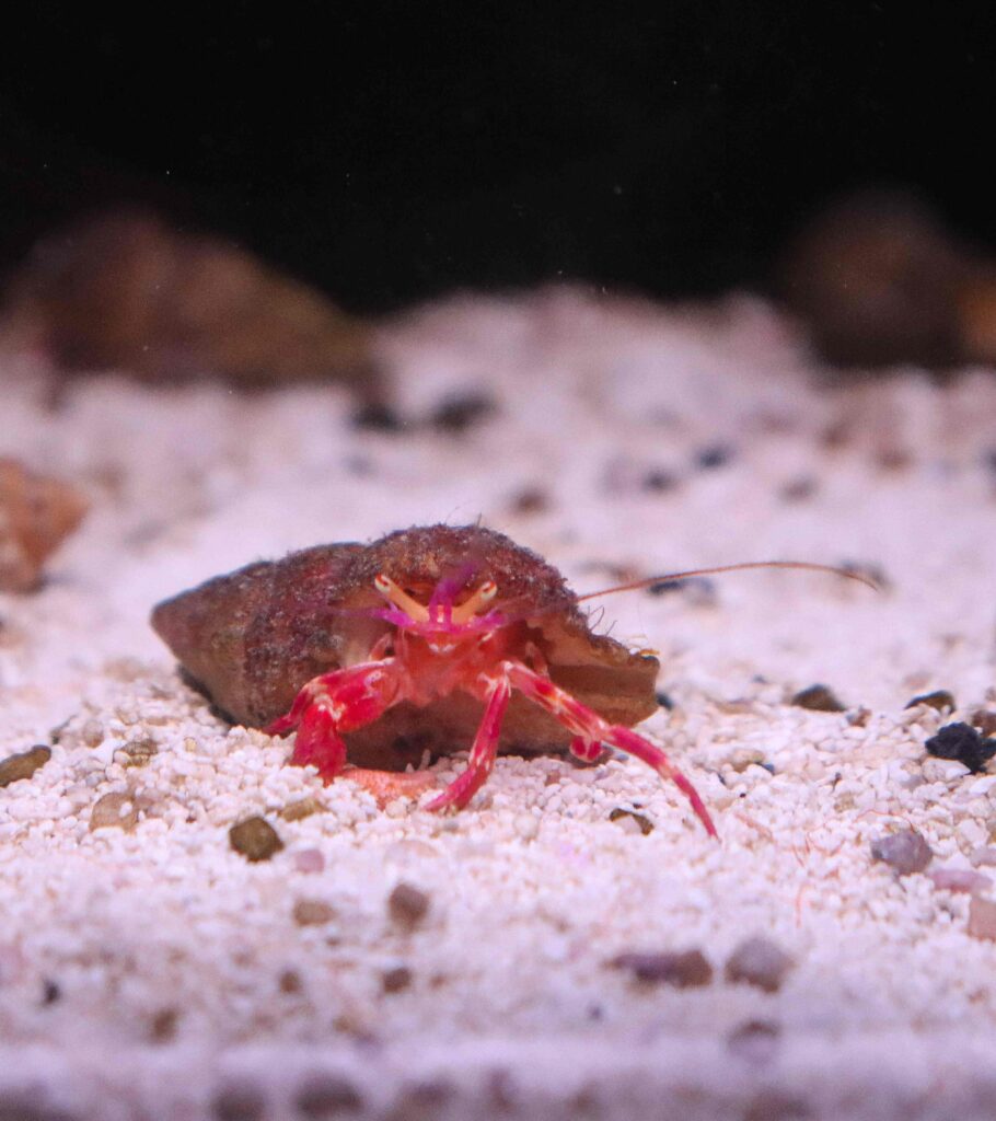 Frag Box Corals