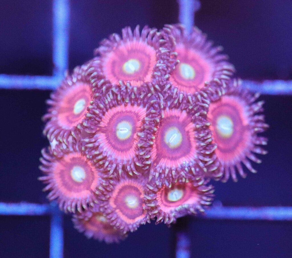 Frag Box Corals