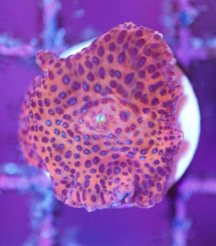 Frag Box Corals
