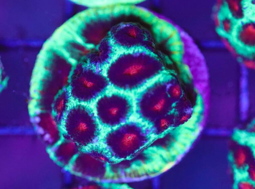Frag Box Corals