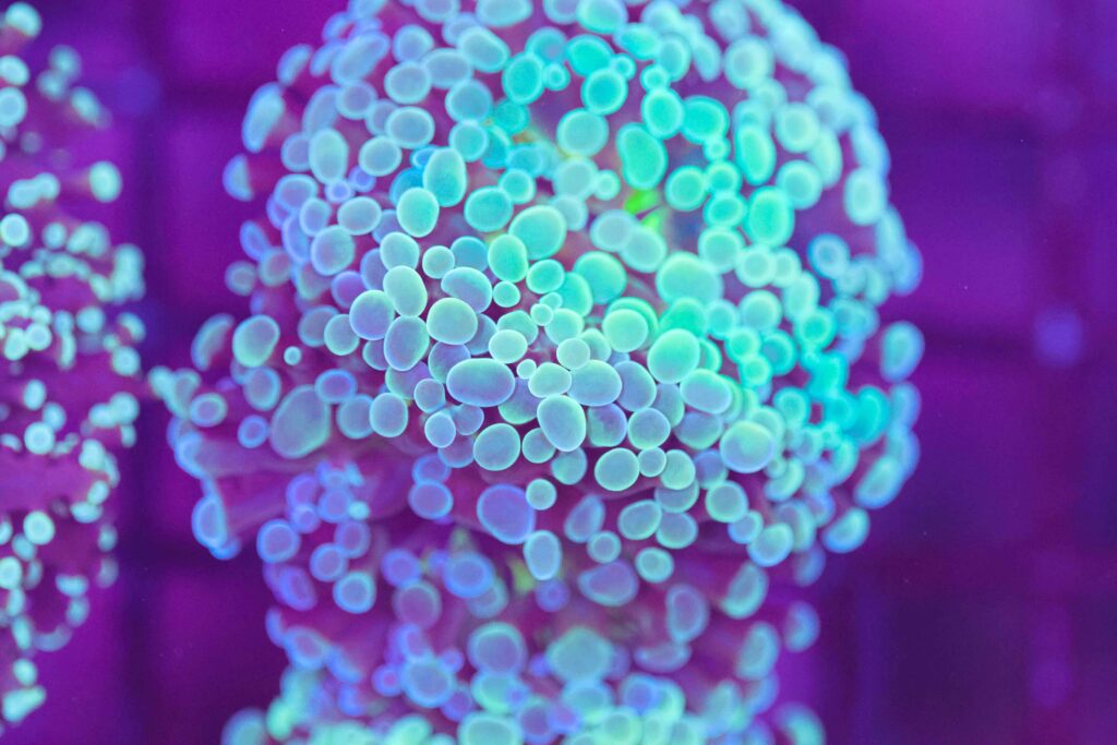 Frag Box Corals