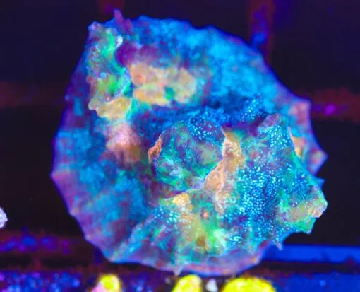Frag Box Corals