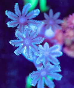 Large Head Clove Polyp Frag (Row #21)