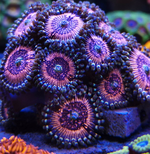 Frag Box Corals