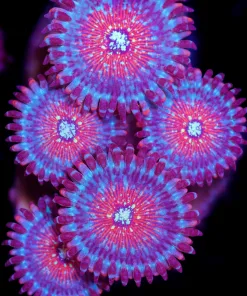 Blue Agave Zoanthid (Row #8)