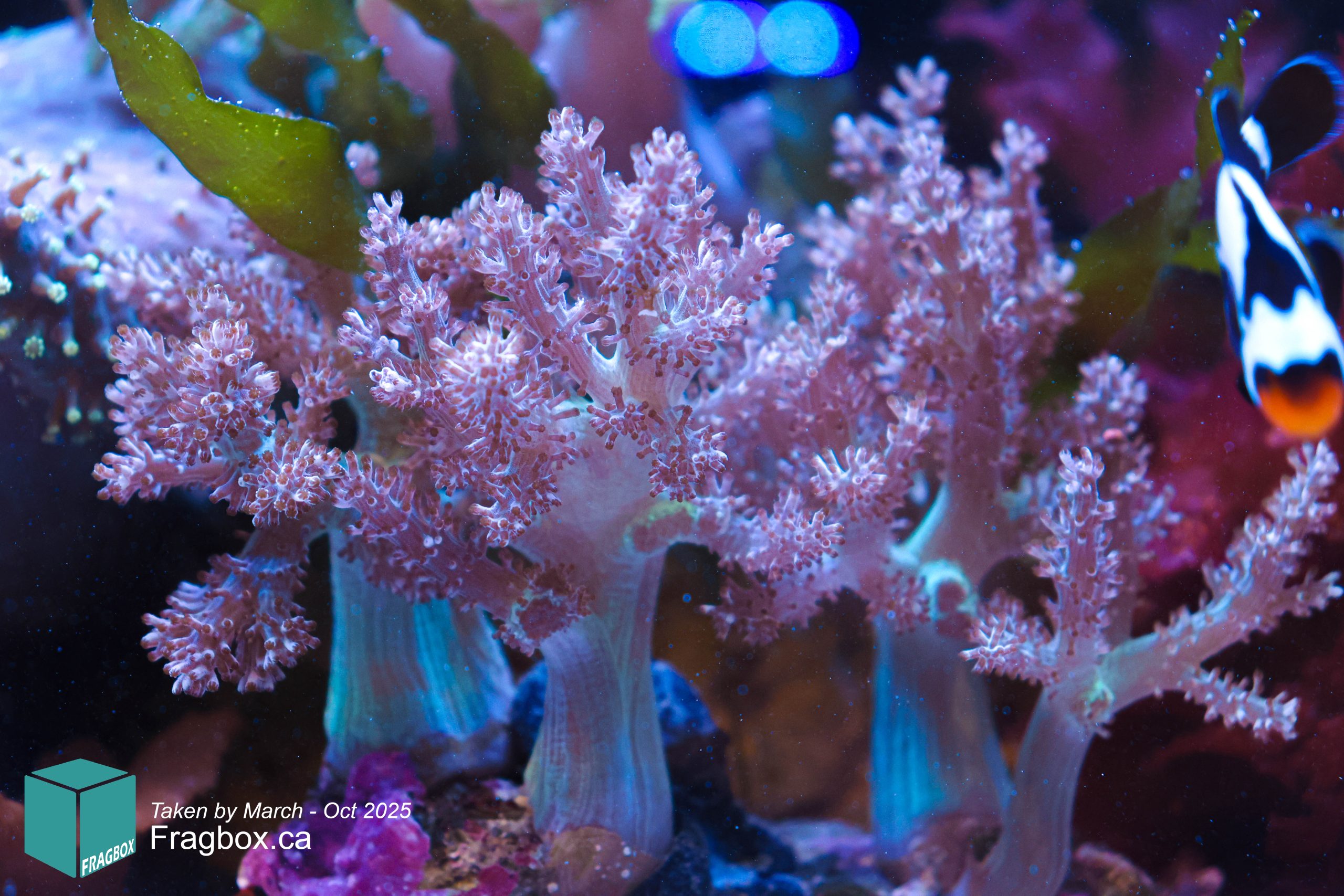 Blue pineapple tree corals