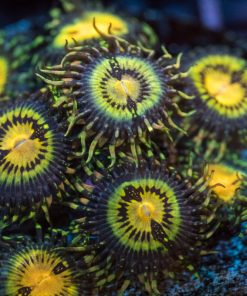 Buttmuncher Zoa Frag (Row #11)