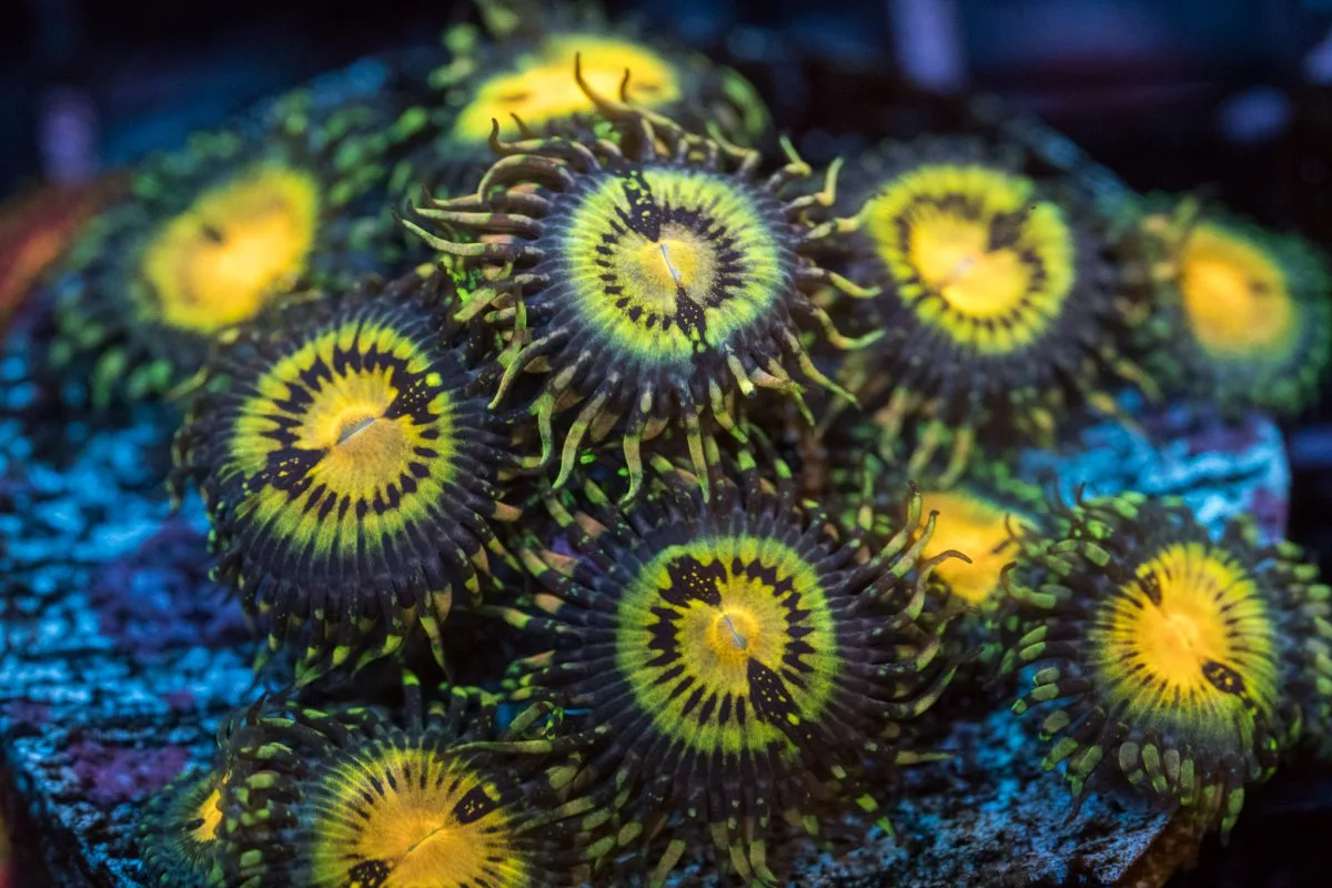 Frag Box Corals