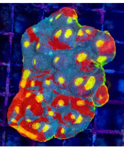 Rainbow Dynamite Chalice Frag (Row #39)