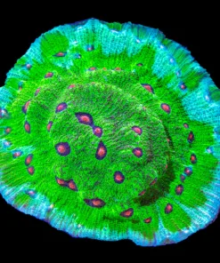 Avatar Chalice Frag (Row #72:B) *Free shipping ! $249 Minimum livestock spend*