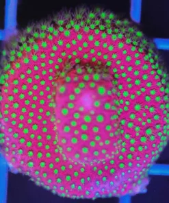 Bright Disco Ball Cypahstrea Coral (Z2)