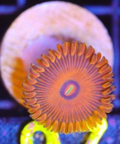 Golden People Eater Zoa