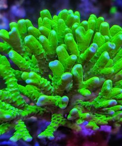 Green Goblin Anacropora  (Row #27)