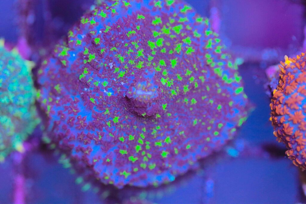 Frag Box Corals