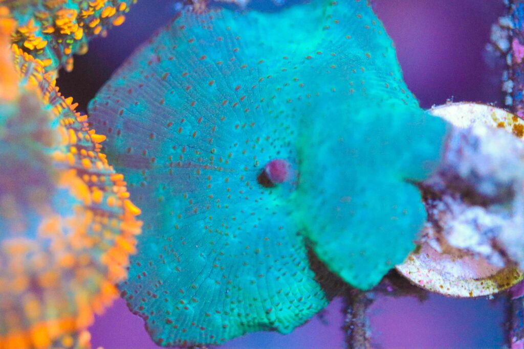 Frag Box Corals