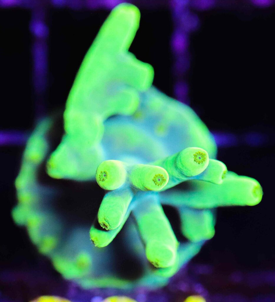 Frag Box Corals